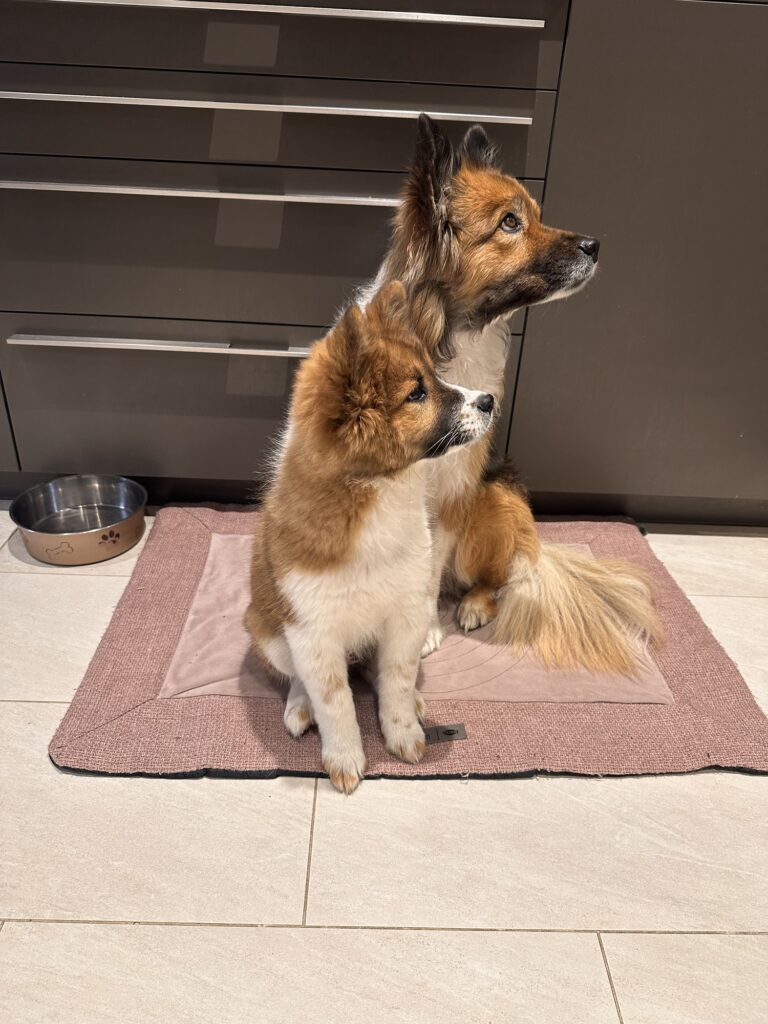 Ok wir sitzen auf der Decke in der Küche - wo bleibt unser Leckerli?